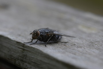 Fly close up