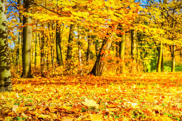 Vibrant fall foliage