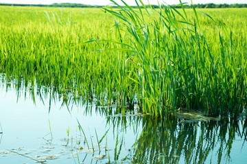 green rice sprouts in rice field