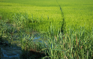 Obraz premium green rice sprouts in rice field