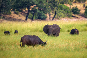Elephant and buffalos grazing in Chobe National Park, Botswana