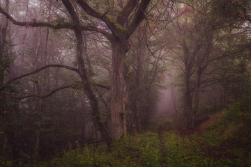 Nebel im Wald Mystisch