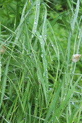 grass with dew drops on fresh, green background
