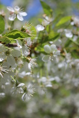 Easter nature background with white flowers of apple tree in spring season