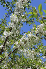 white flowers of cherry tree in spring