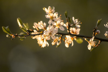 Some white flowers lit by a warm morning light in the forest