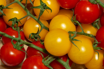 red and yellow tomatoes on a branch