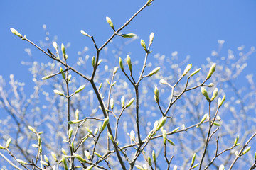 The bud of new leaves on a tree branch