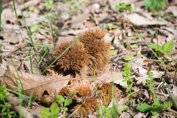 Some chestnut hedgehogsfound on the ground in the forest