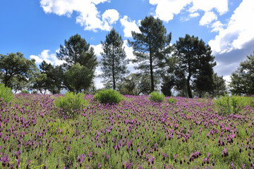 Field full of wild lavender