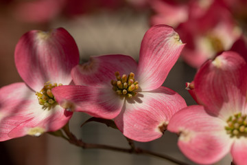 beautiful pink dogwood tree in bloom on a blue sky spring day