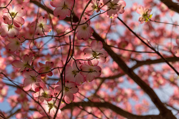 beautiful pink dogwood tree in bloom on a blue sky spring day