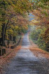 Naklejka na ściany i meble Road through forest in autumn fall vertical