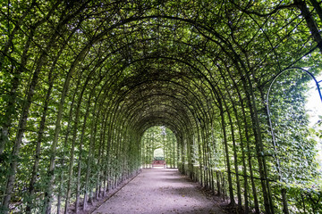 Fototapeta na wymiar Walkway through tunnel filled with trees.