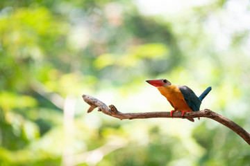 Stork-billed kingfisher