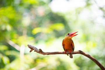 Bird on a branch