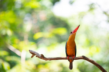 Stork-billed kingfisher