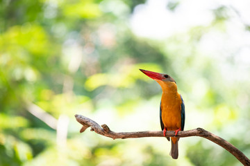 Stork-billed kingfisher