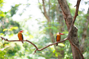 Stork-billed kingfisher