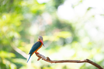 Stork-billed kingfisher