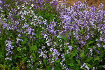 Fototapeta premium Violaceus in a garden