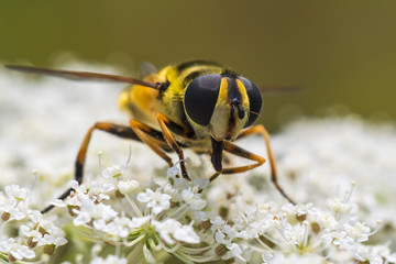 A Huge Wasp Gathering Pollen from a White Flower in Summer