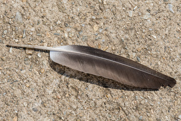 A Fallen Pigeon Feather Lit by the Hot Summer Sun Casting a Strong Shadow on the Pavement