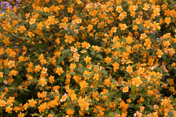 Japan globeflower in a garden