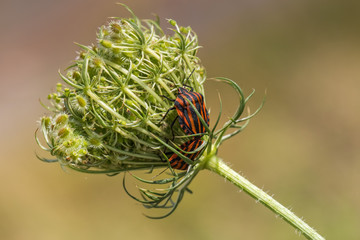 Two Shield-bugs Mating on a Green Plant in Mid-Summer