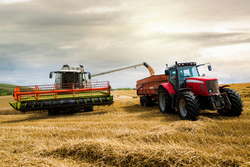 combine harvester in action and transferring the seeds in the trailer of a tractor