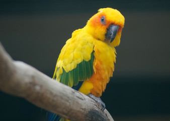 Sonnensittich sitzt auf einem Ast