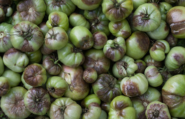 Unripe tomatoes affected by late blight. Phytophthora Infestans. Top view.