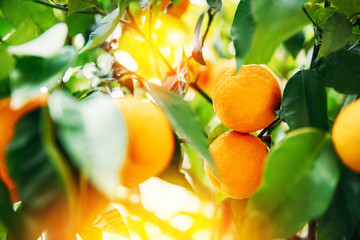 Fresh ripe oranges grow on tree farm. Agriculture citrus fruit concept of Spain and Italy