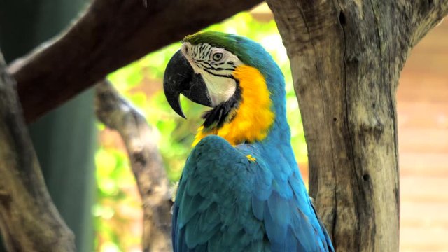 Portrait of colorful Macaw parrot sitting on the tree branch against jungle background, blue-and-yellow macaw close-up