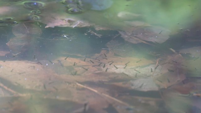 Mosquito larvae (bloodworm, Chironomidae) float to surface of stagnant pond to breathe, inhabitants of waters, hydrobionts and valuable food for fish and birds, but the Lord's punishment for people