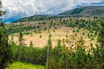 Obraz premium Dwarf mountain pine and coniferous forest, Low Tatras, Slovakia