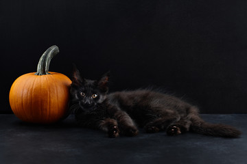 Halloween cat and pumpkin on black background