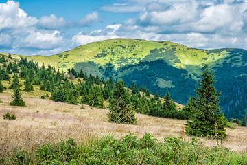 Fototapeta na wymiar Dwarf mountain pine and coniferous forest, Low Tatras, Slovakia
