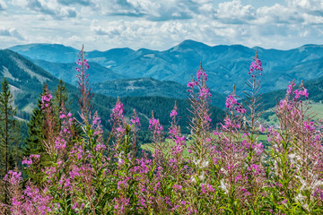 Fototapeta premium Meadow flowers, Low Tatras, Slovakia