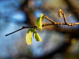 the sun shines through the young hazel leaf in spring, Moscow.