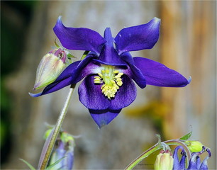 Orchidea blu