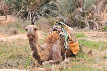 Camel at Douz oasis, southern Tunisia