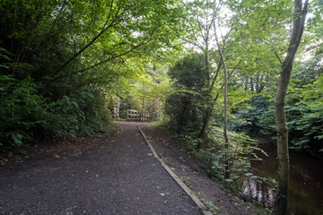 Obraz premium Walkway Path With Green Trees in the Forest