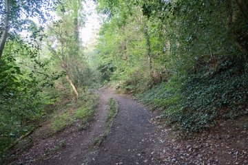 Fototapeta premium Walkway Path With Green Trees in the Forest