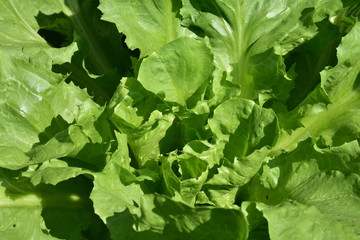 Salat grüner Endivien