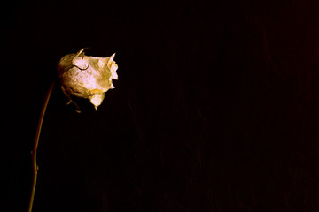 Wilted white rose on a dark background close up in retro style