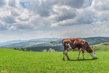 Fototapeta na wymiar pasture grazing cow in grassy field 