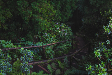 steps leading to Lagoa Do Canario on the island of Sao Miguel, Azores, Portugal