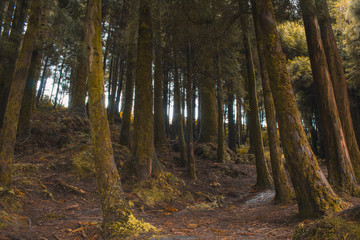 green lush forest on the island of Sao Miguel, Azores, Portugal