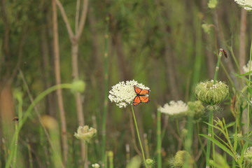 butterfly on flower 2
